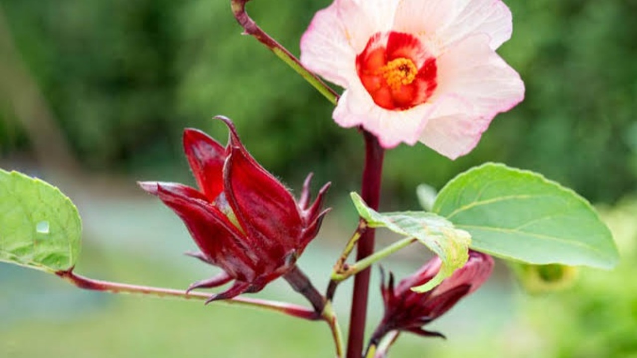 Khasiat Rosella Merah, Herbal Tahunan Hingga Jadi Minuman Menyegarkan